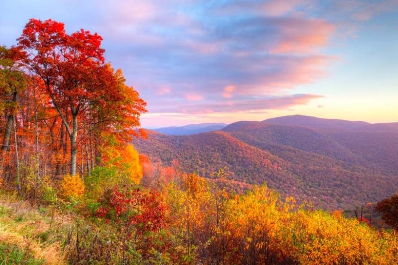 Autumn forest — fall wellness with acupuncture and Chinese medicine at Pure Holistic Health Clinic
